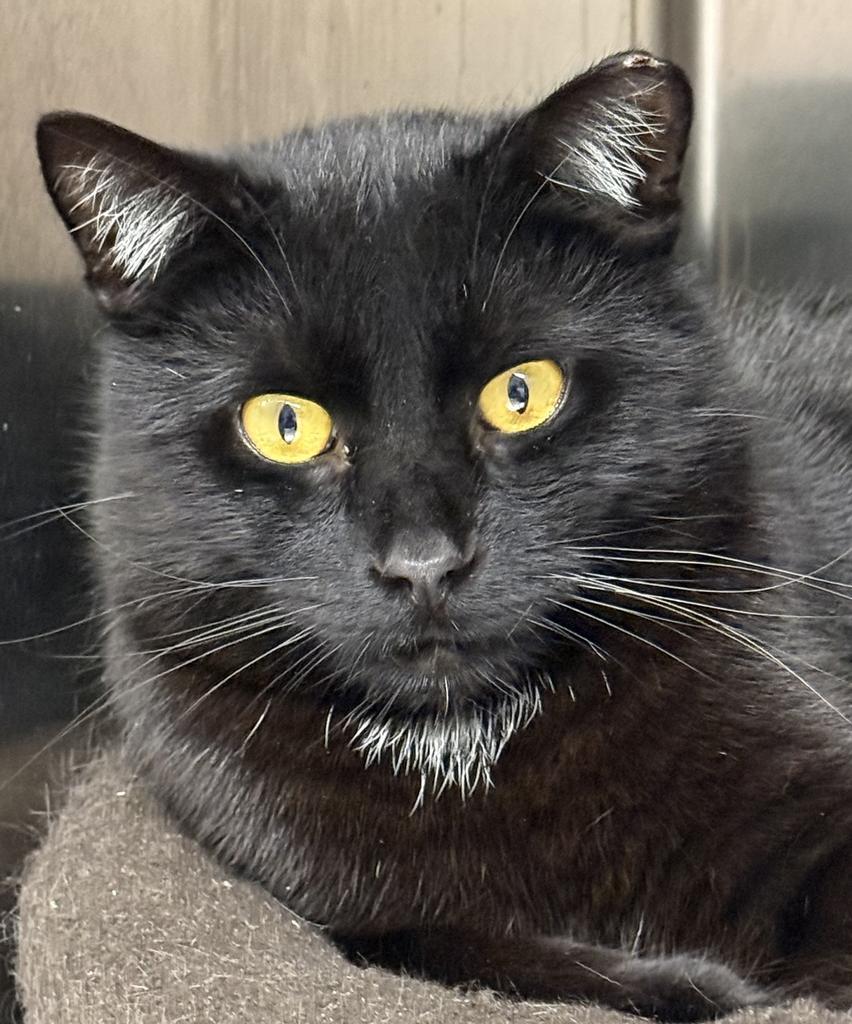 Bryer, Adoptable, Young Male Domestic Short Hair.