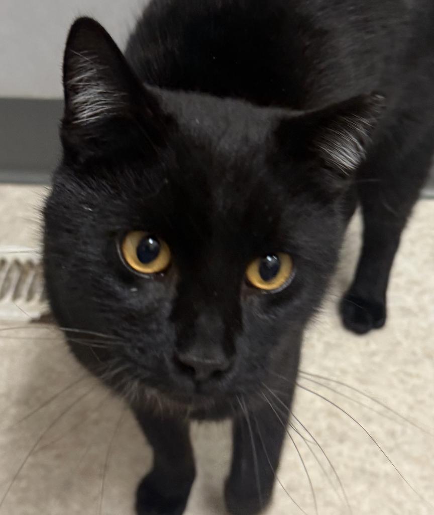 Bryer, a Adoptable mixed breed in Ontario, OR image 2/2