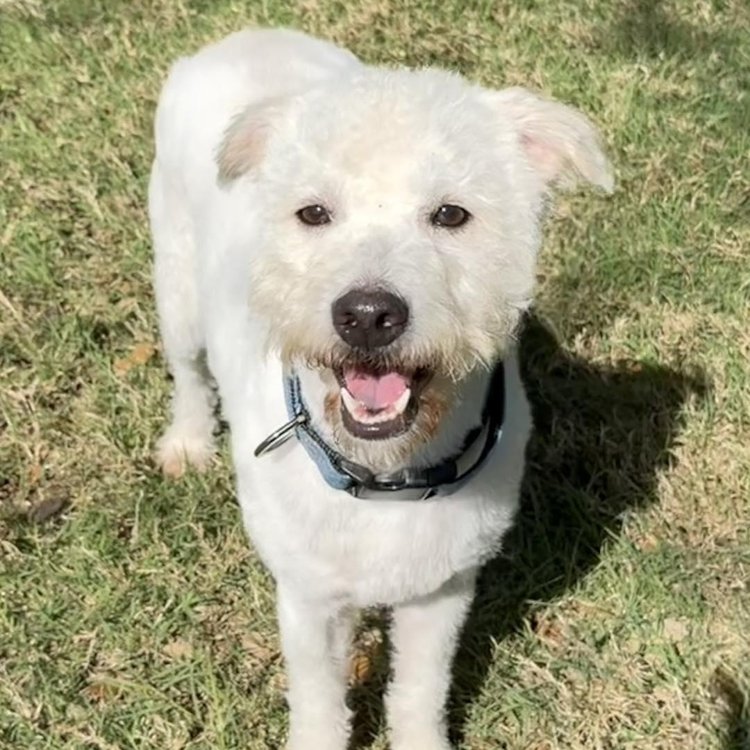 Cotton, ADOPTABLE, Adult Male Poodle.
