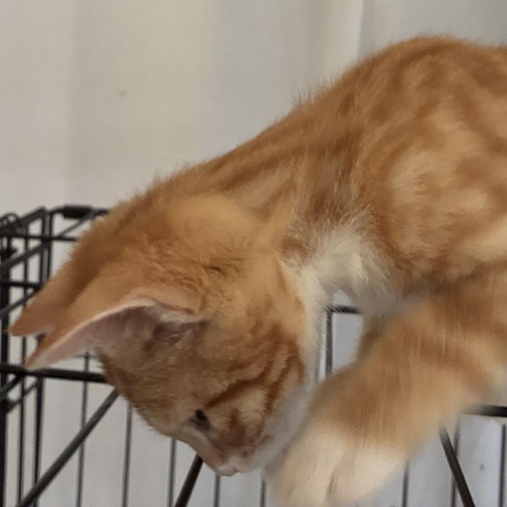 Enlarge Woody *Meet me at Eden Prairie Petsmart*, a Adoptable Domestic Short Hair in Eden Prairie, MN image 2/5