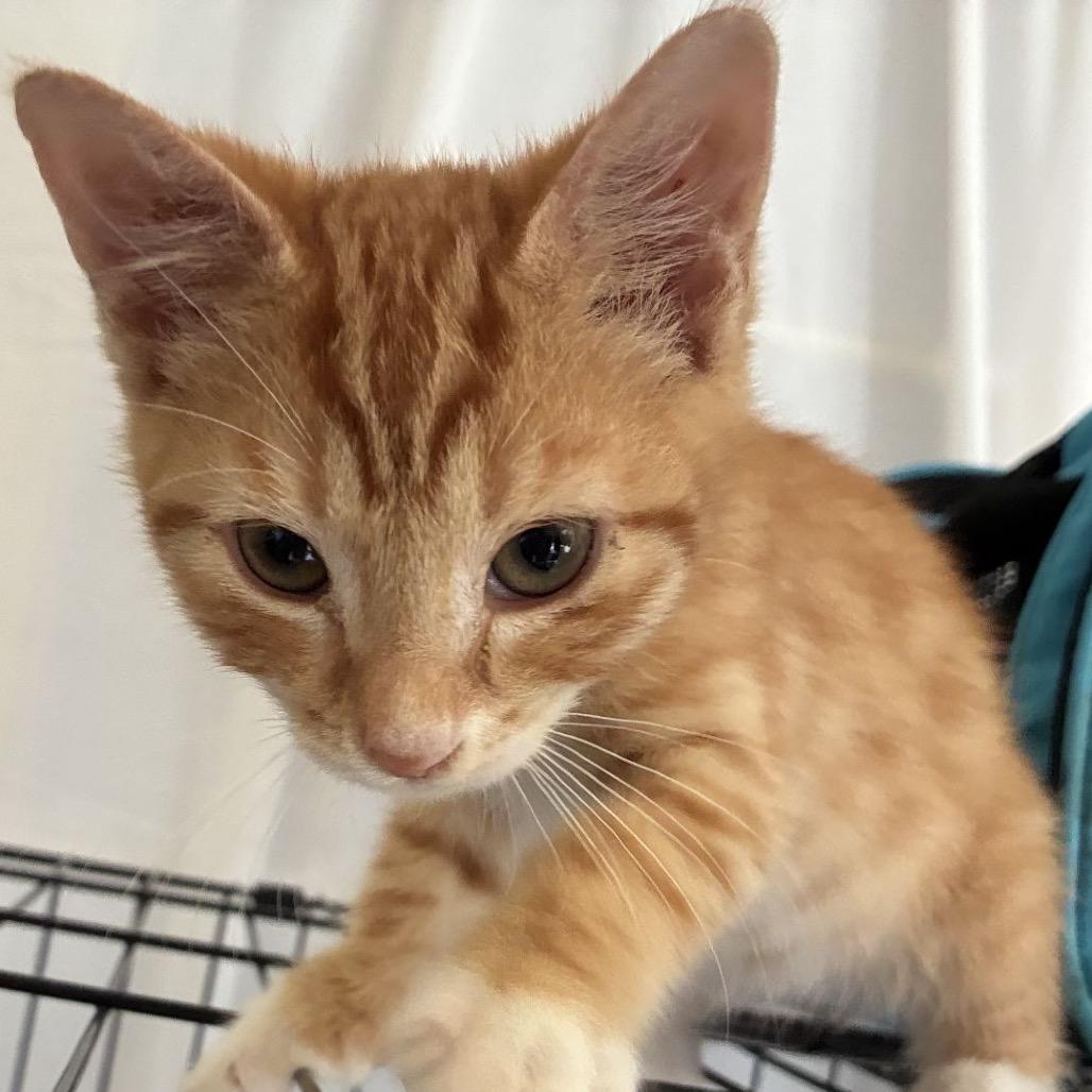 Woody *Meet me at Eden Prairie Petsmart*, Adoptable, Kitten Male Domestic Short Hair.
