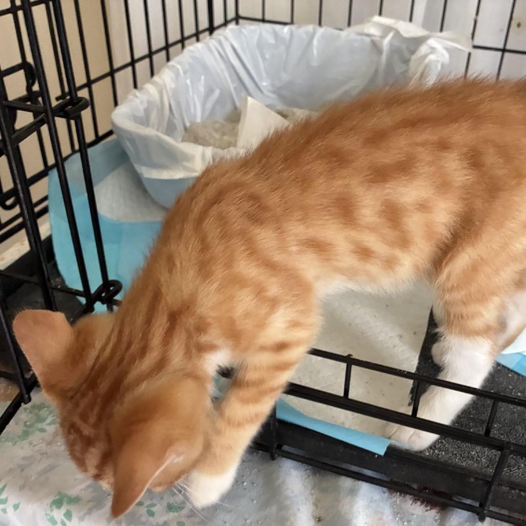 Enlarge Woody *Meet me at Eden Prairie Petsmart*, a Adoptable Domestic Short Hair in Eden Prairie, MN image 3/5