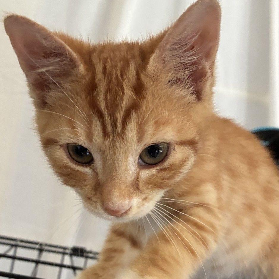Enlarge Woody *Meet me at Eden Prairie Petsmart*, a Adoptable Domestic Short Hair in Eden Prairie, MN image 4/5
