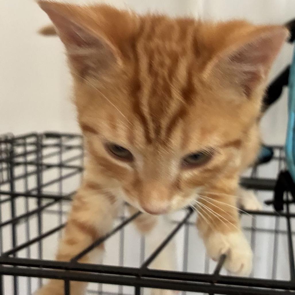 Enlarge Woody *Meet me at Eden Prairie Petsmart*, a Adoptable Domestic Short Hair in Eden Prairie, MN image 5/5