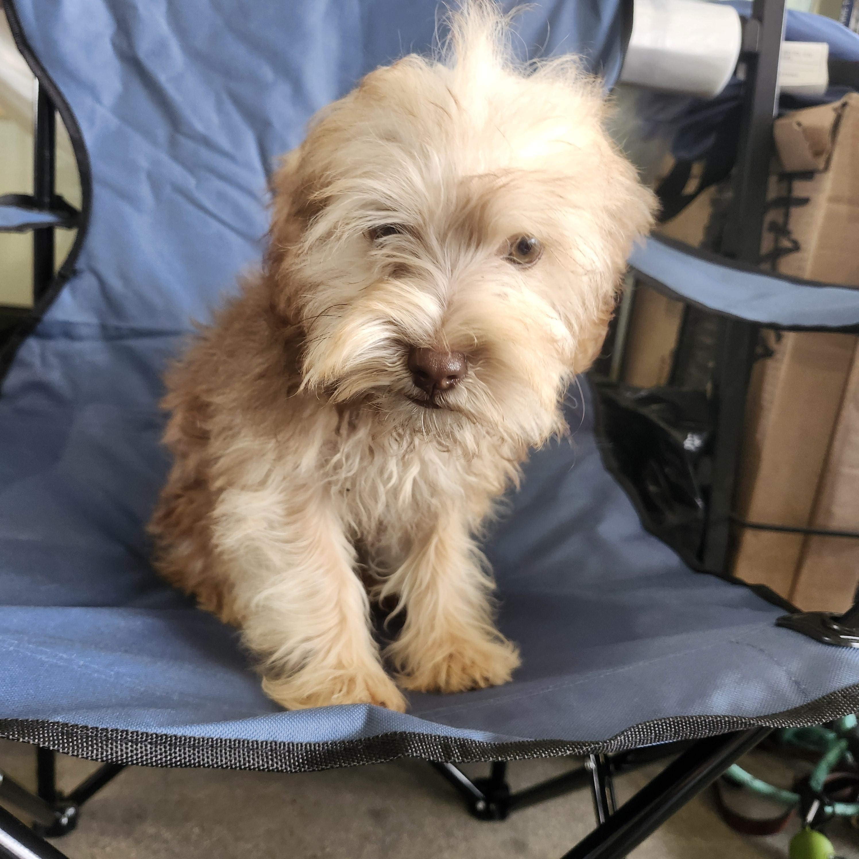 Jackson, a Adoptable mixed breed image 2/3