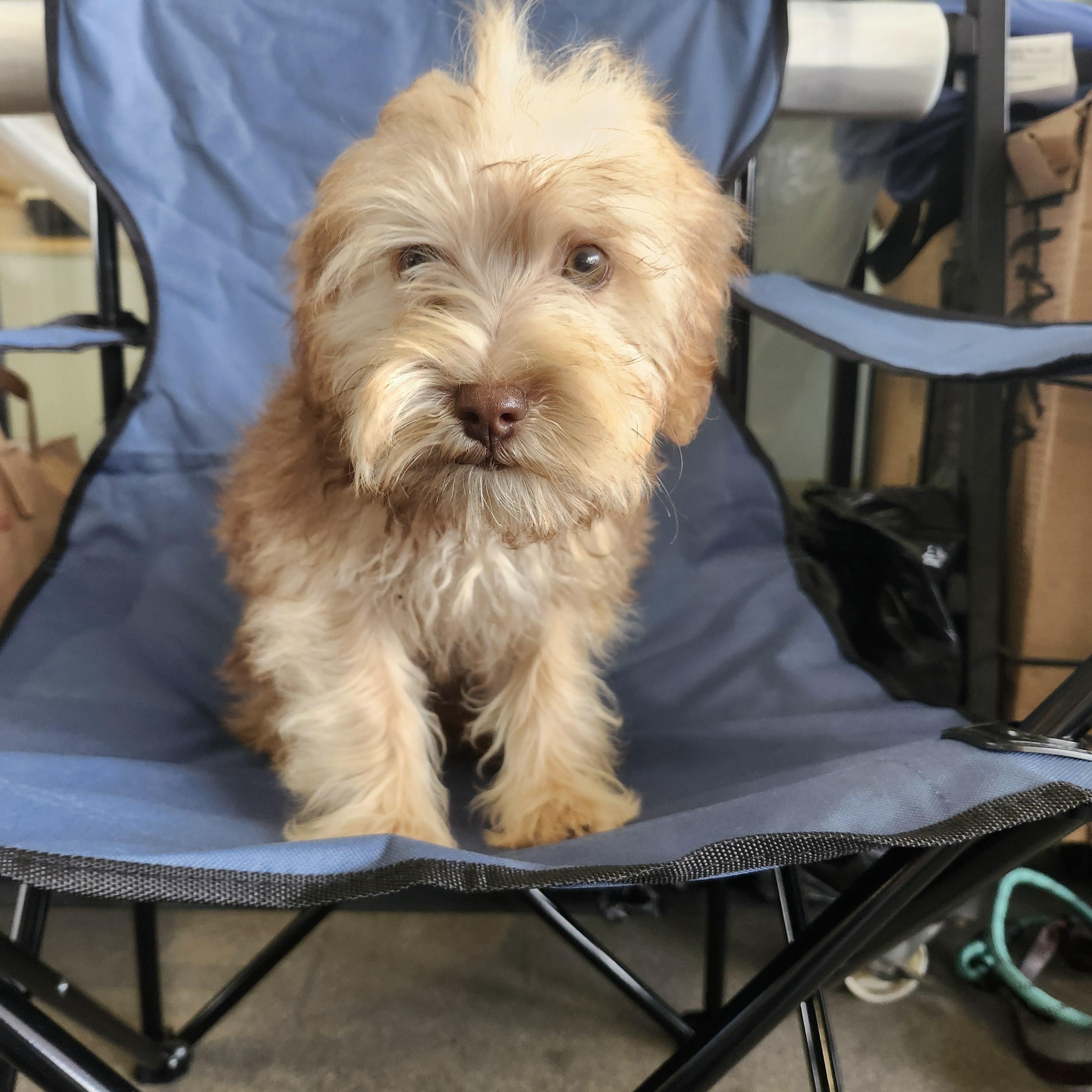 Jackson, Adoptable, Puppy Male Yorkie Poo.
