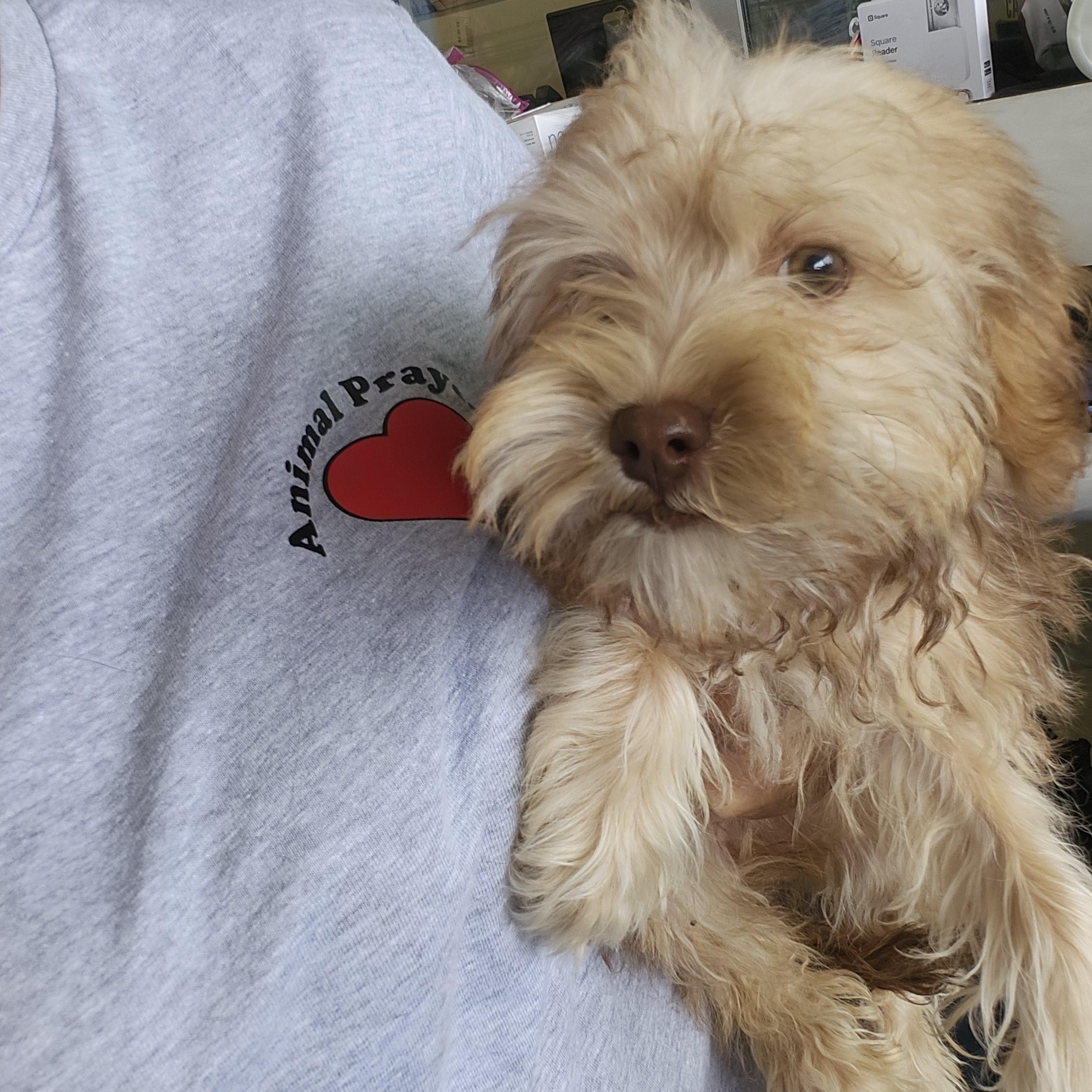 Jackson, a Adoptable mixed breed image 3/3