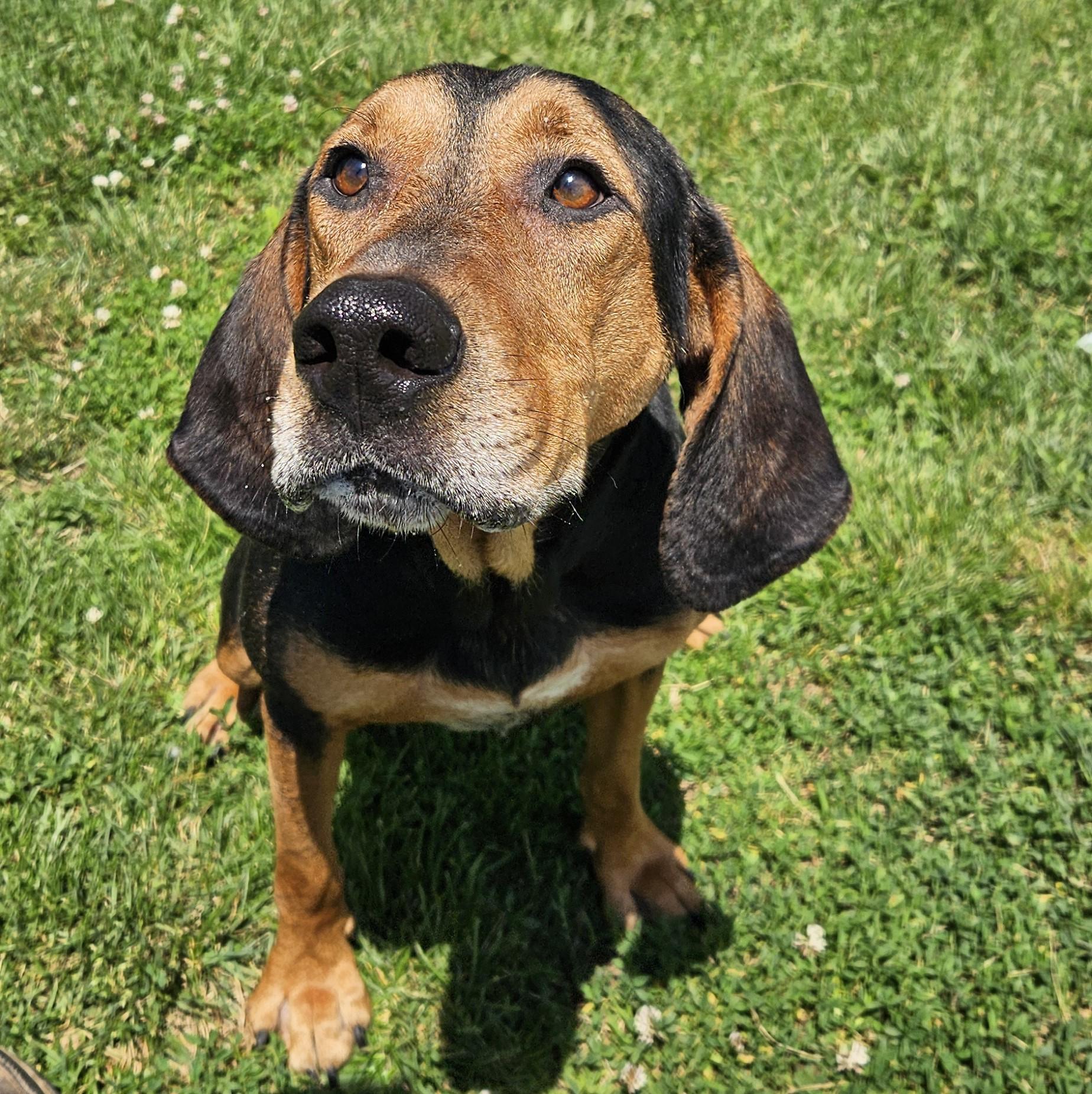 Dubai, Adoptable, Adult Male Hound.