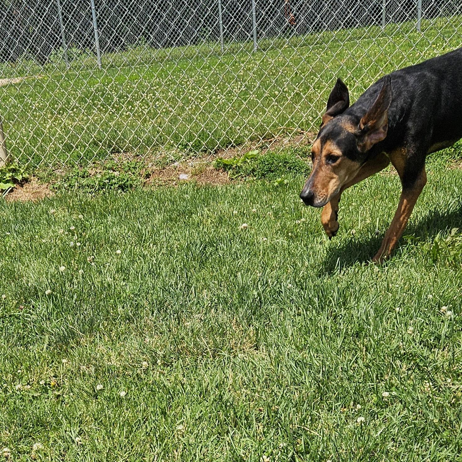 Dubai, a Adoptable mixed breed in Benton Harbor, MI image 2/4