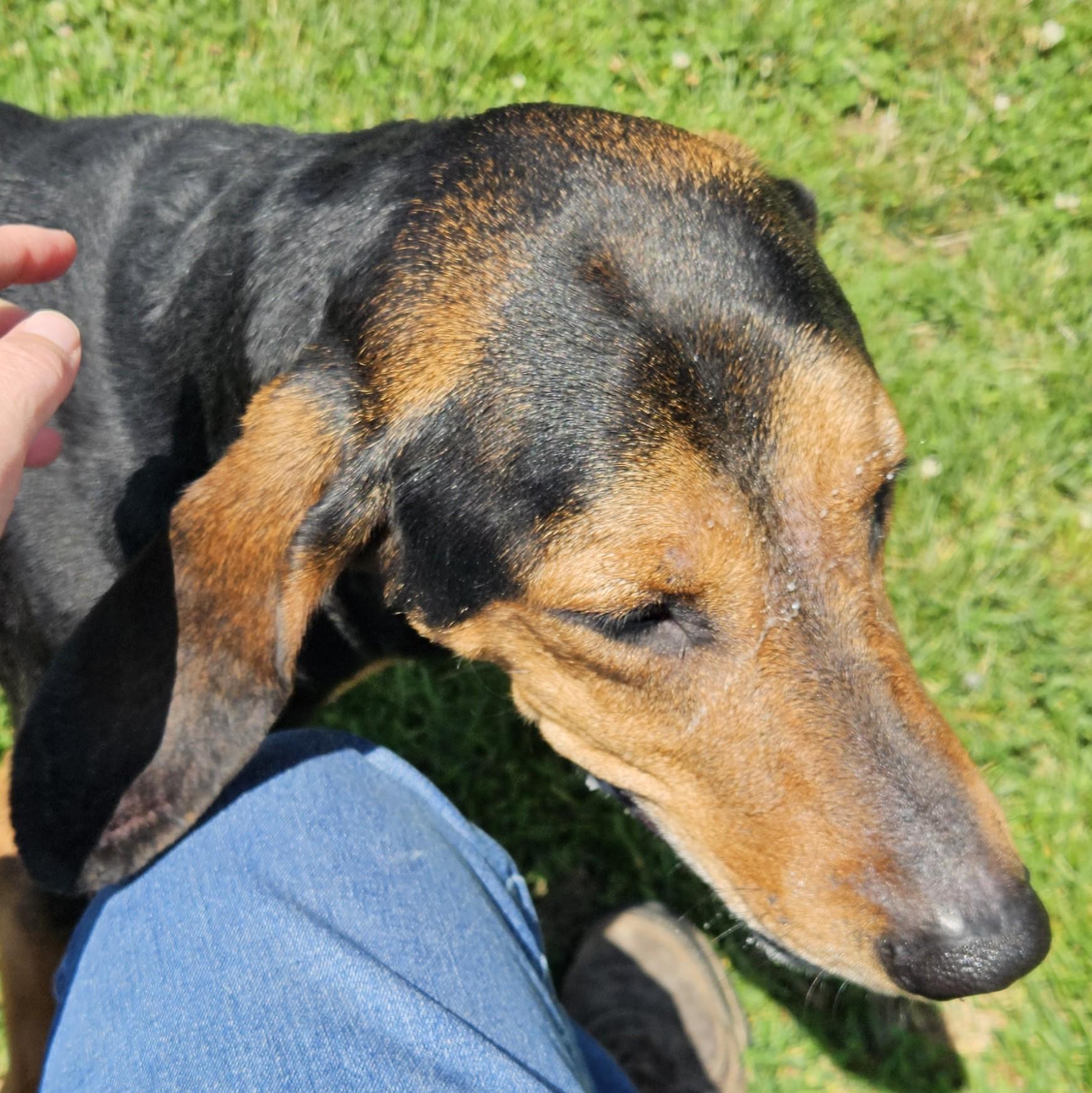 Dubai, a Adoptable mixed breed in Benton Harbor, MI image 3/4