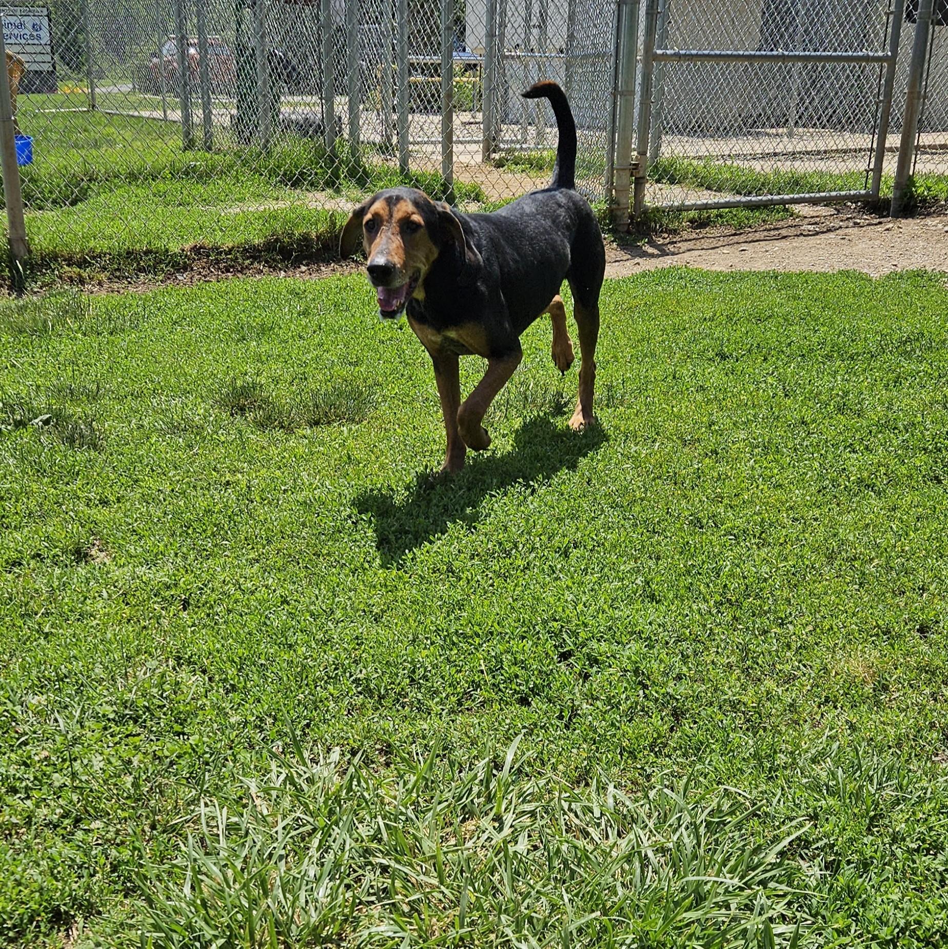 Dubai, a Adoptable mixed breed in Benton Harbor, MI image 4/4