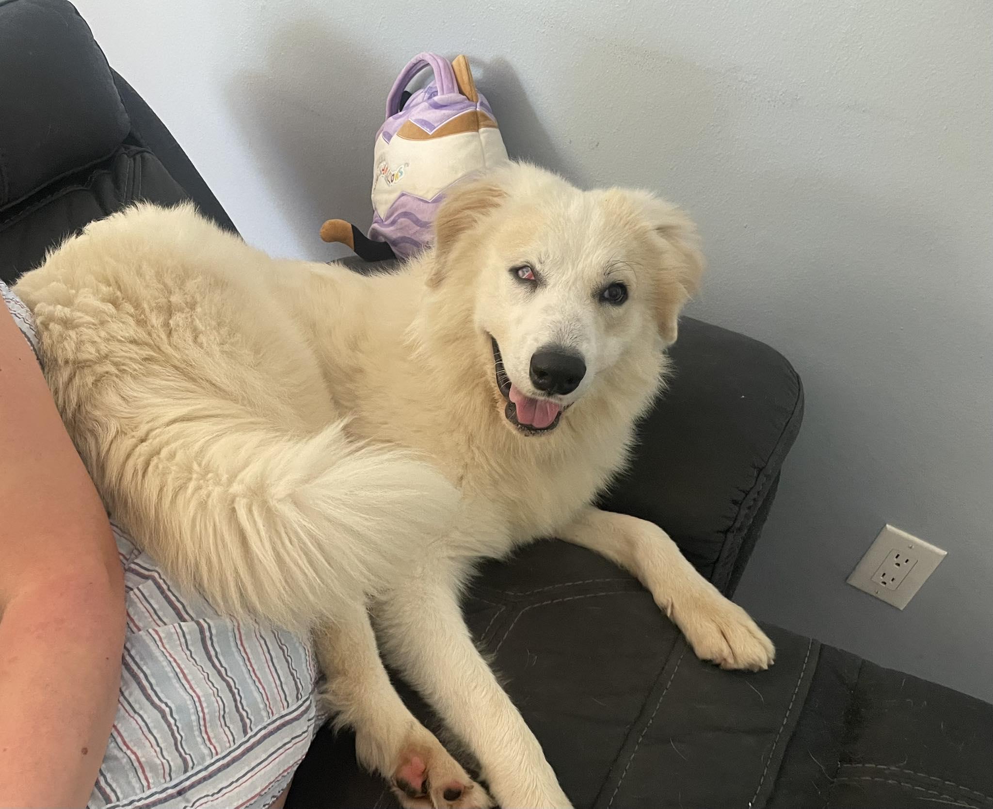 Enlarge Casper : Your Fluffy Shadow, a Adoptable mixed breed in Hoboken, NJ image 2/6