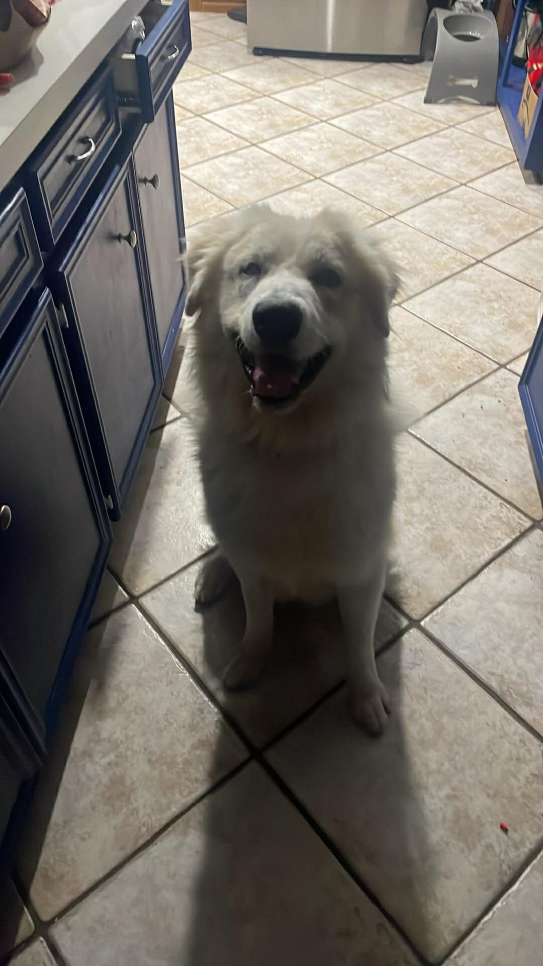 Enlarge Casper : Your Fluffy Shadow, a Adoptable mixed breed in Hoboken, NJ image 3/6