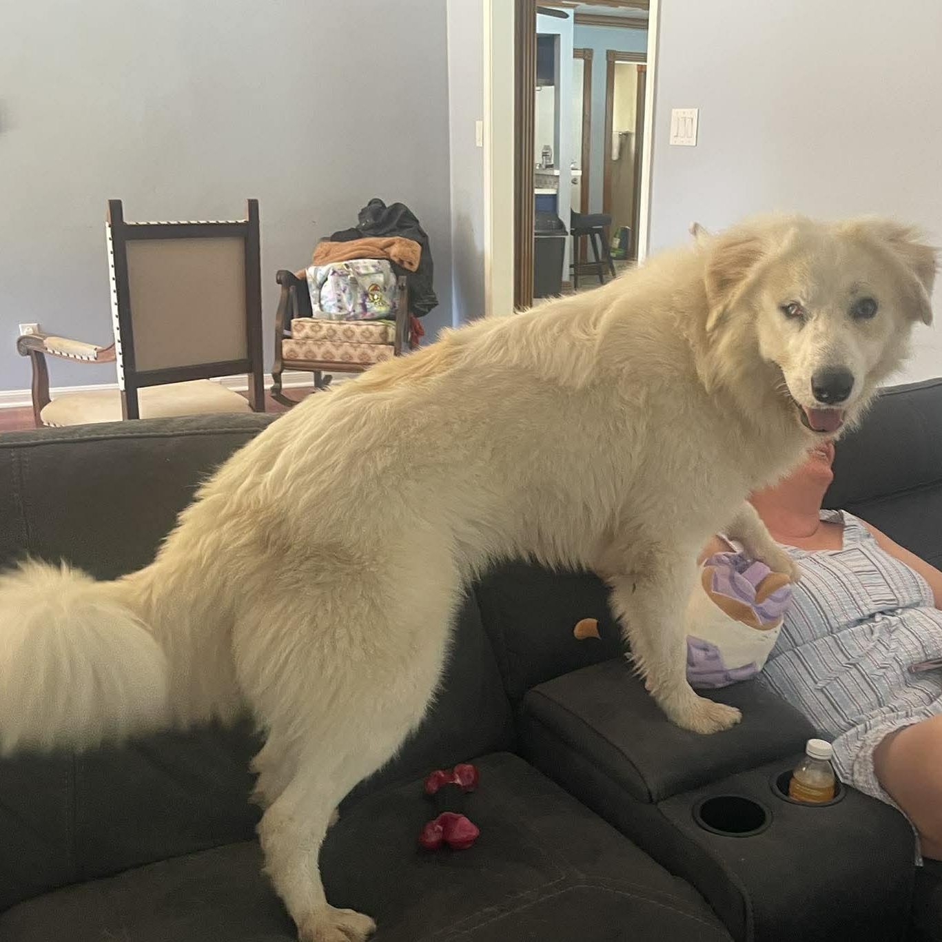 Enlarge Casper : Your Fluffy Shadow, a Adoptable mixed breed in Hoboken, NJ image 5/6