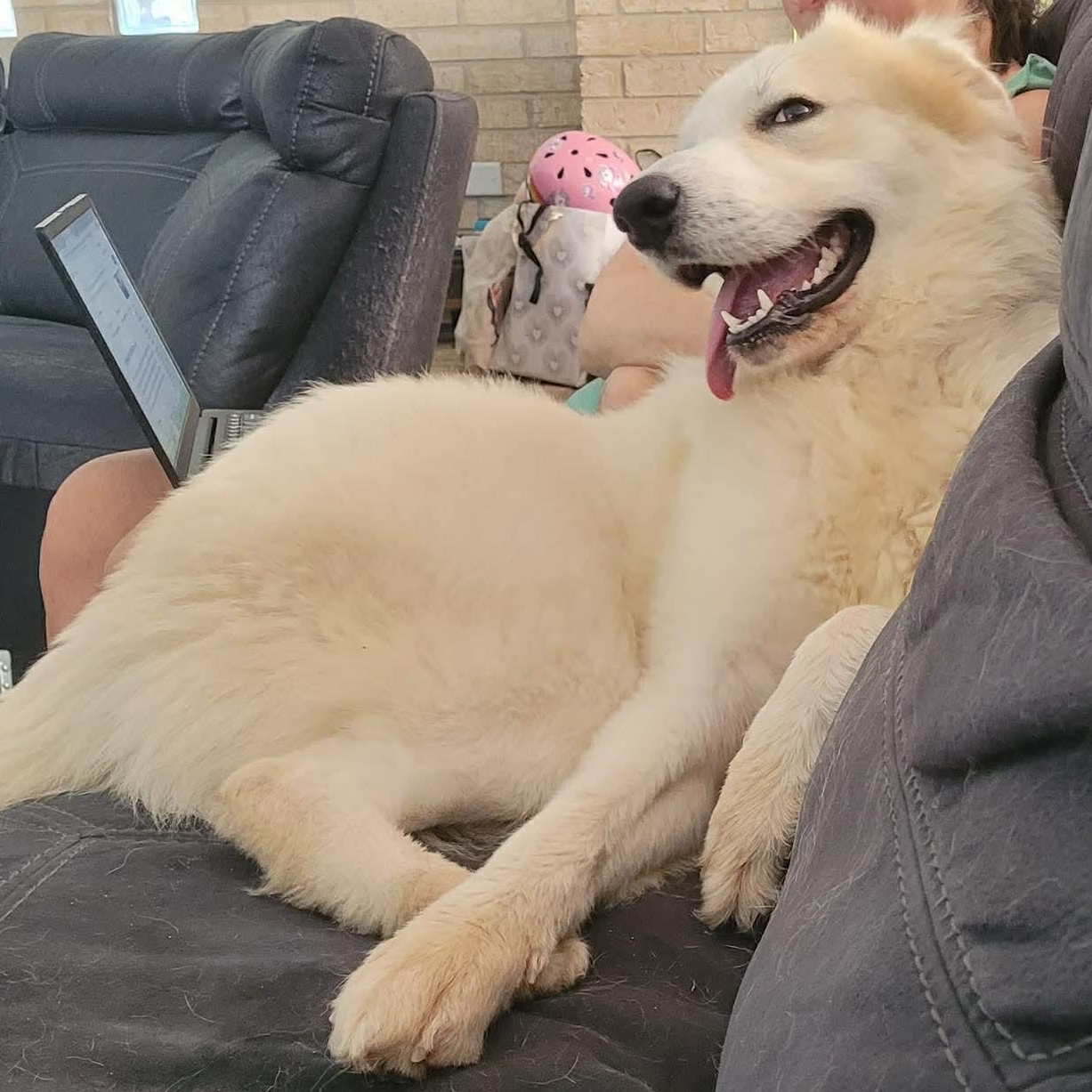 Enlarge Casper : Your Fluffy Shadow, a Adoptable mixed breed in Hoboken, NJ image 1/6