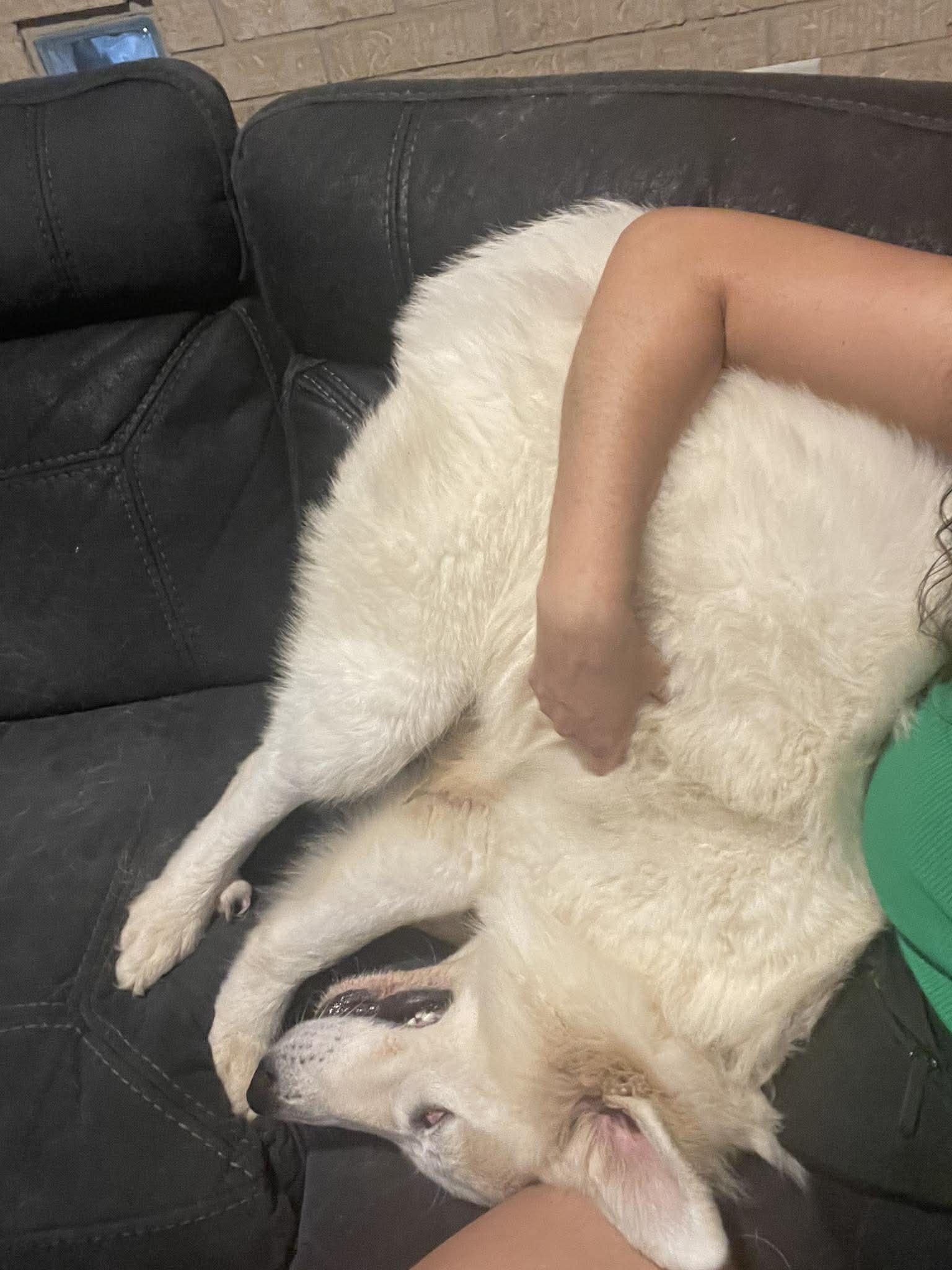 Enlarge Casper : Your Fluffy Shadow, a Adoptable mixed breed in Hoboken, NJ image 4/6