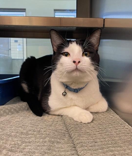 DANTE, Adoptable, Young Male Domestic Short Hair.