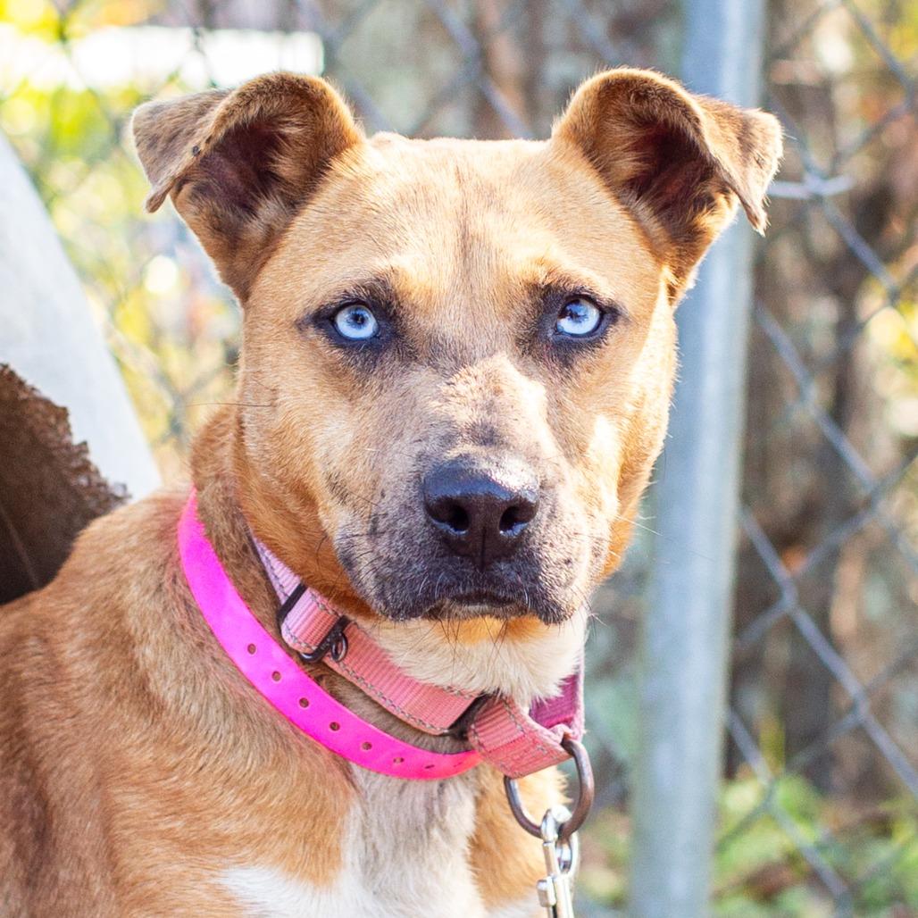 Fruit by the Foot, Adoptable, Adult Female Catahoula Leopard Dog.