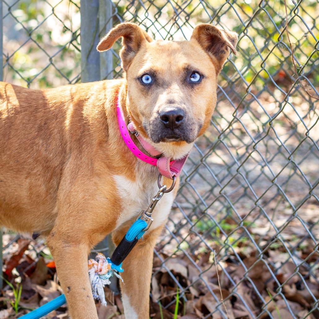 Fruit by the Foot, a Adoptable mixed breed in Hattiesburg, MS image 2/4