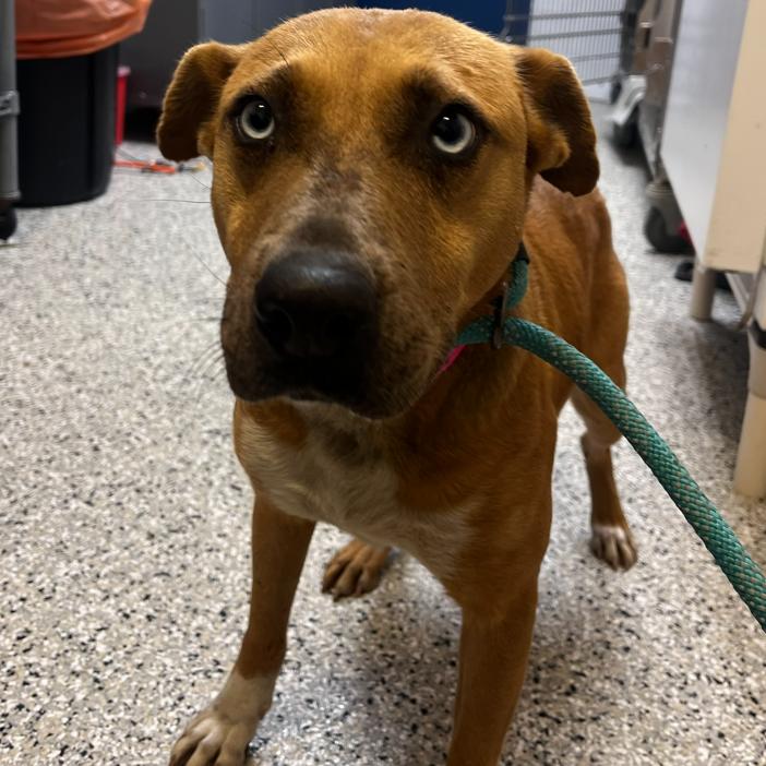 Fruit by the Foot, a Adoptable mixed breed in Hattiesburg, MS image 3/4