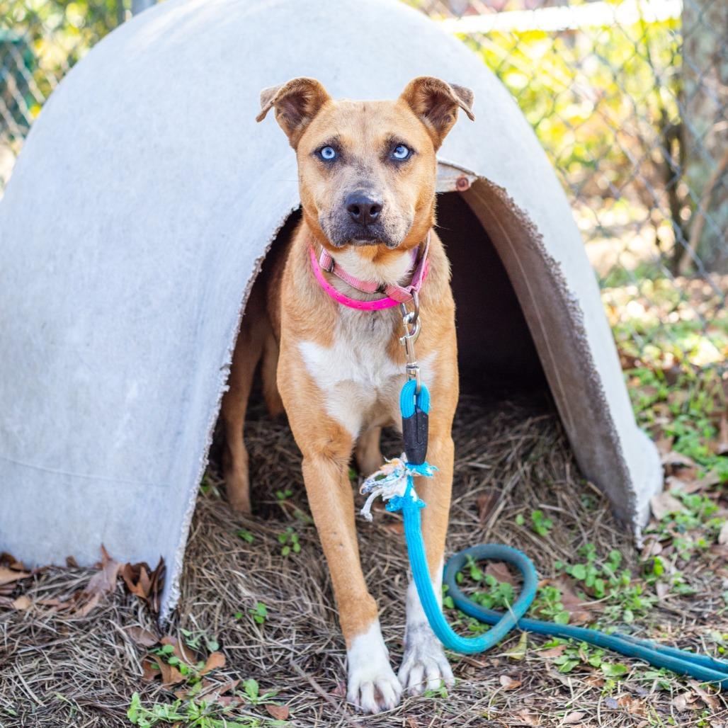 Fruit by the Foot, a Adoptable mixed breed in Hattiesburg, MS image 4/4