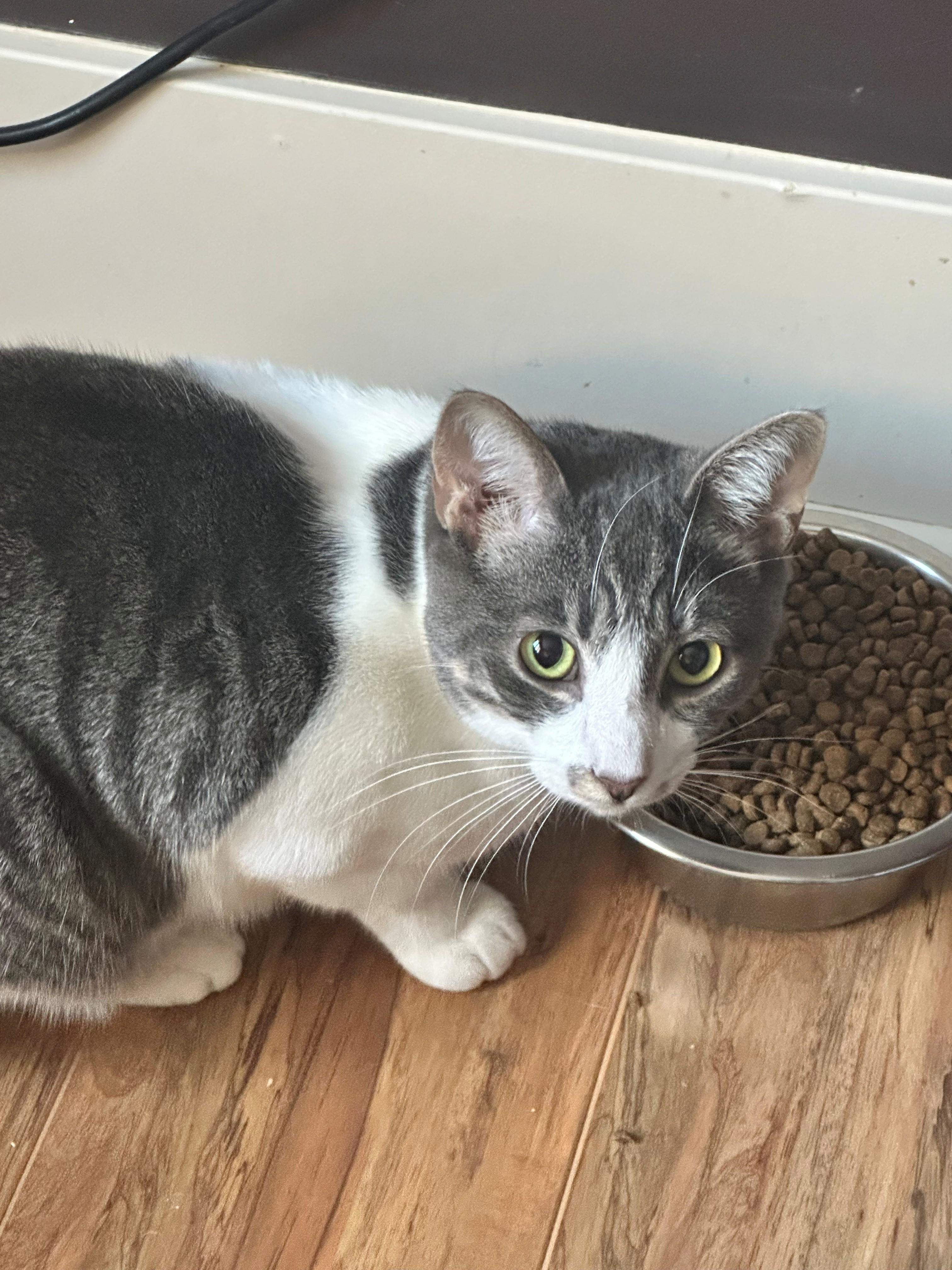 Kai, an adoptable Domestic Short Hair in Coalhurst, AB, T0L 0V0 | Photo Image 1