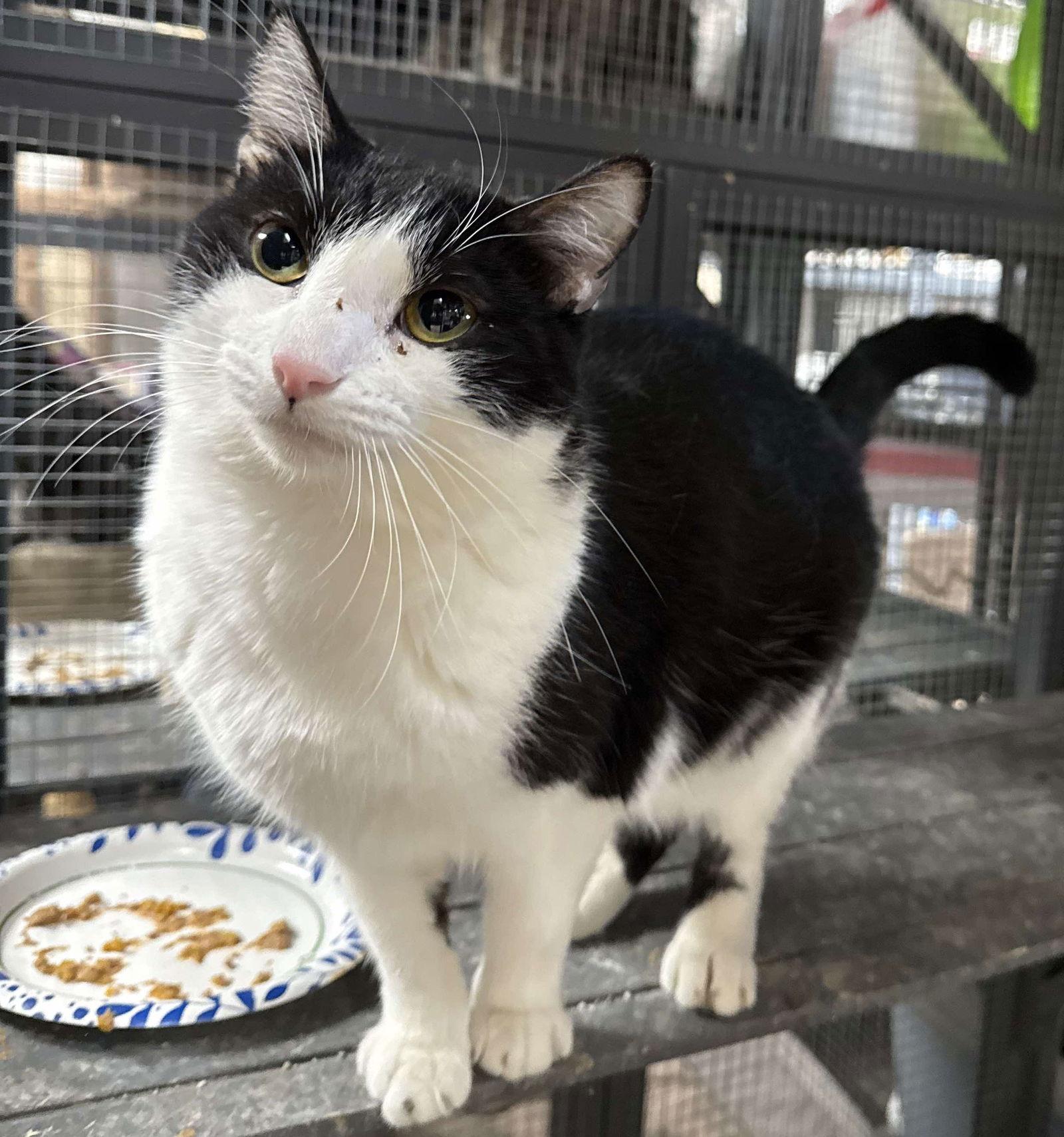 Dominique, Adoptable, Adult Female Domestic Short Hair.