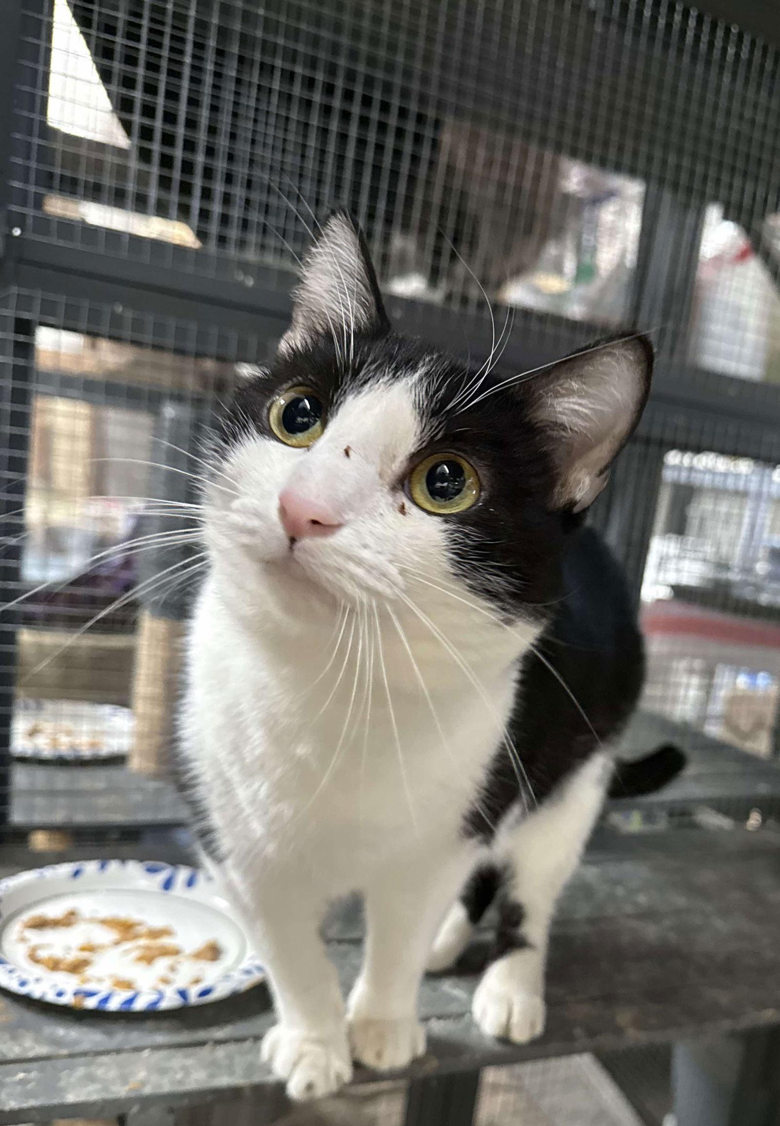 Dominique, a Adoptable Domestic Short Hair in St. Ann, MO image 2/2