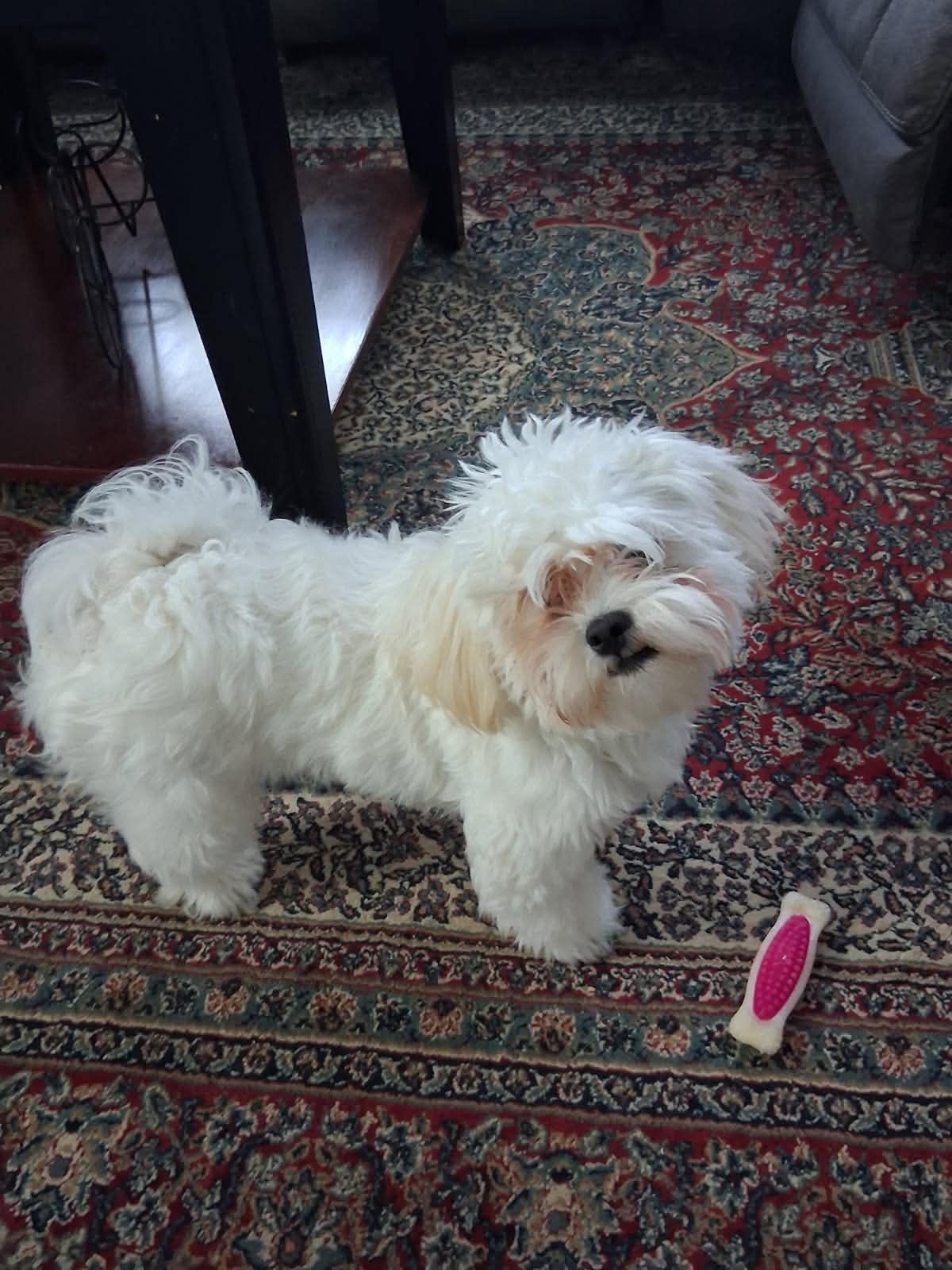 Pirate, ADOPTABLE, Young Male Shih poo.