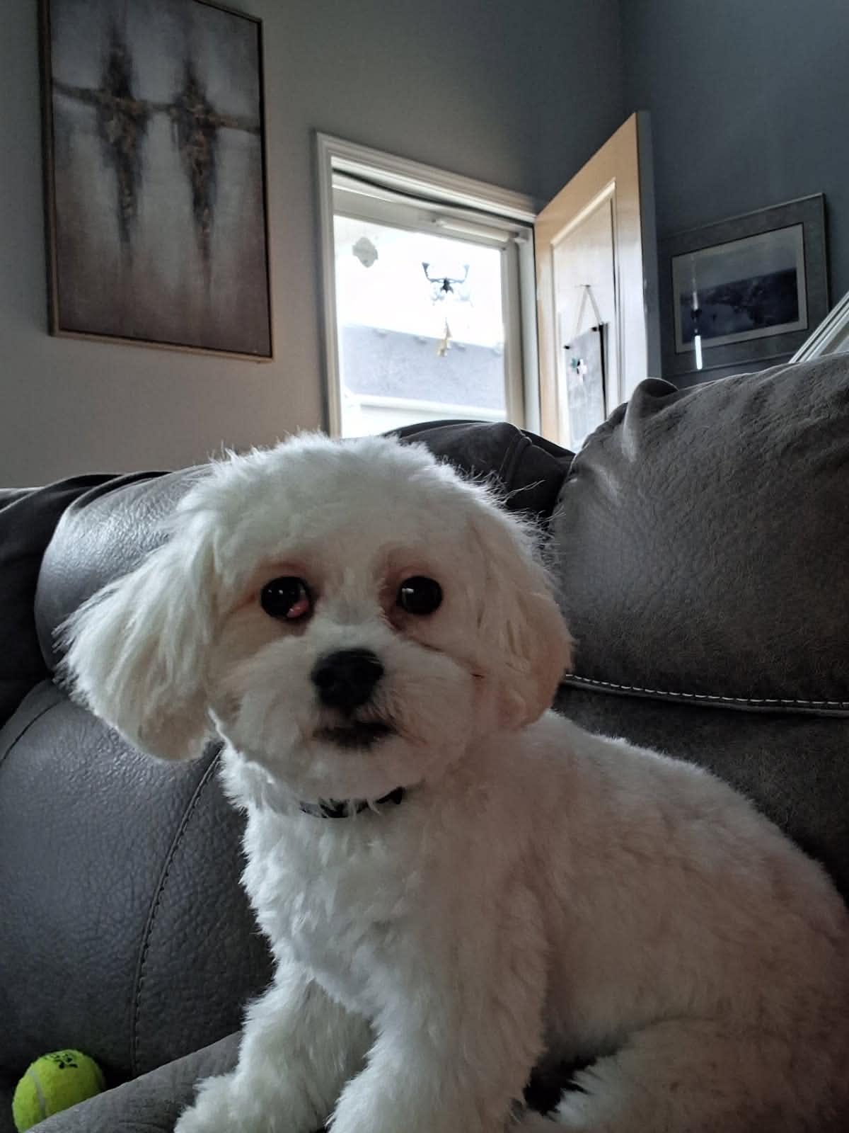Enlarge Pirate, a ADOPTABLE Shih poo in Abbeville, SC image 3/4
