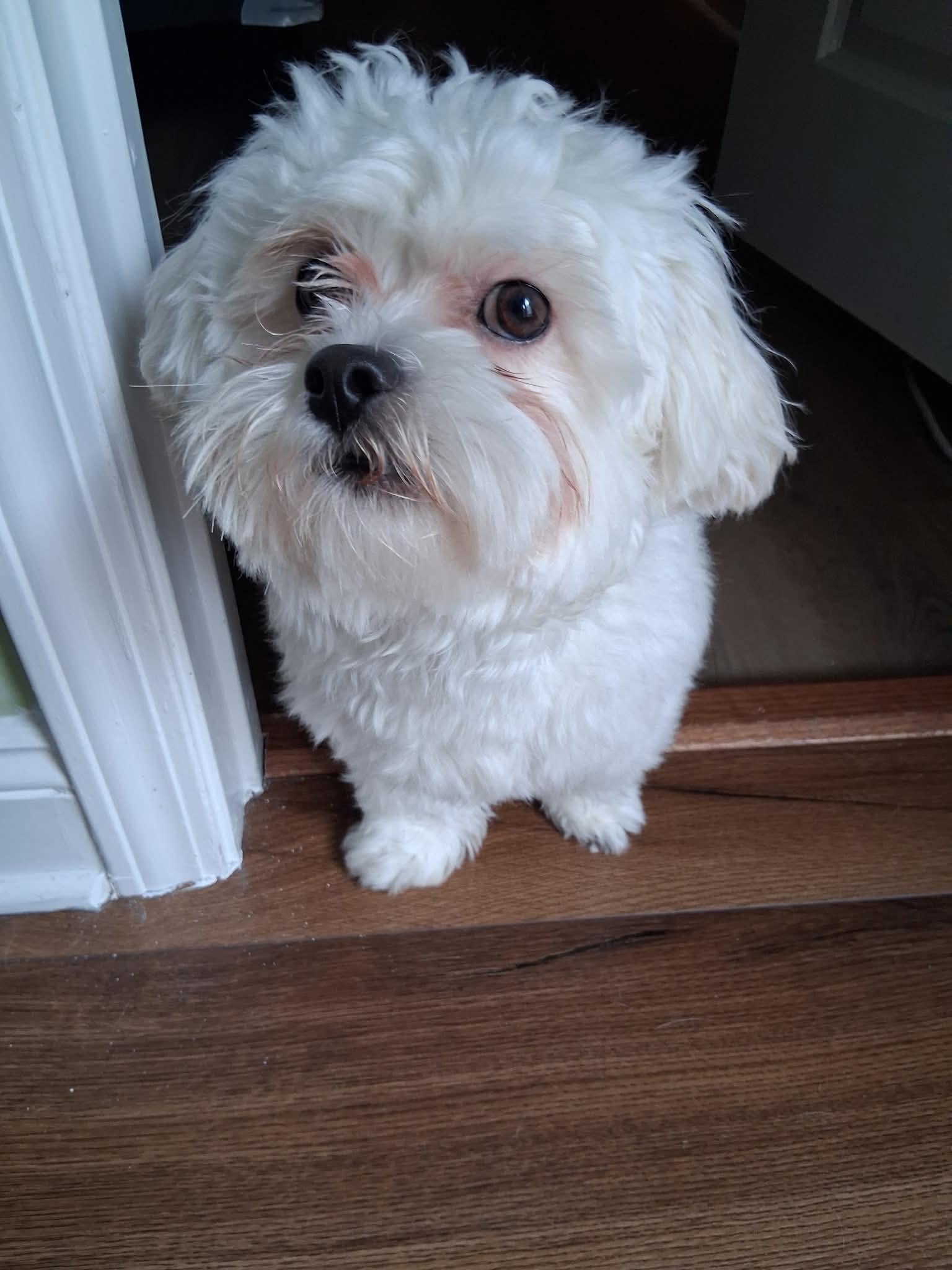 Enlarge Pirate, a ADOPTABLE Shih poo in Abbeville, SC image 4/4