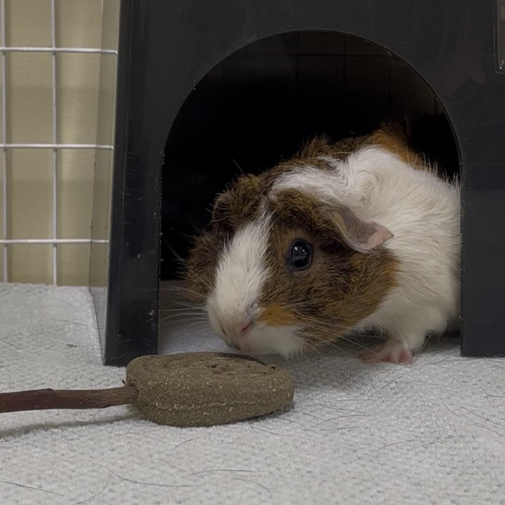 Ellis, Adoptable, Adult Female Peruvian.