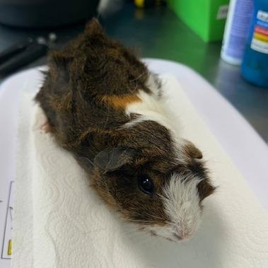 Ellis, a Adoptable Peruvian in Clearwater, FL image 2/3
