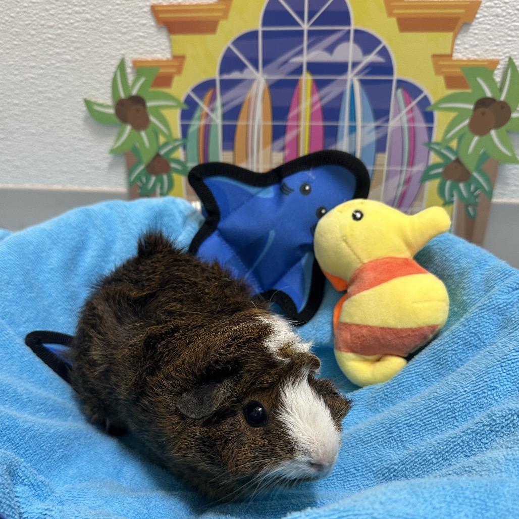 Ellis, a Adoptable Peruvian in Clearwater, FL image 3/3