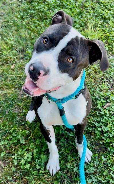 Enlarge FELIX, a Adoptable mixed breed in Sacramento, CA image 1/1