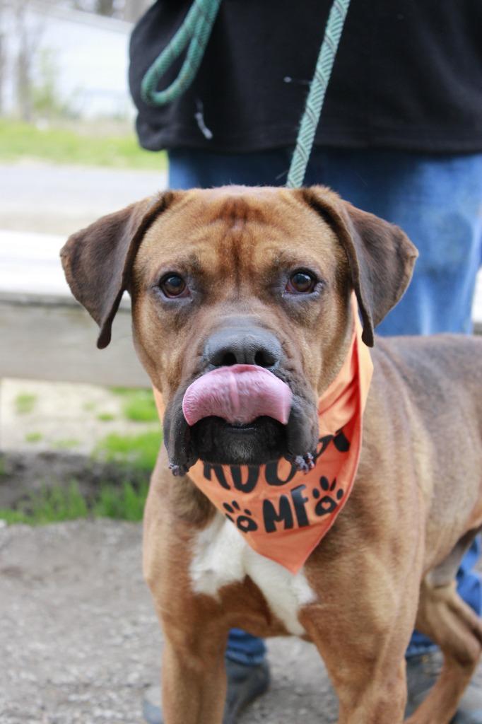 Ace, Adoptable, Adult Male Boxer & Mastiff.