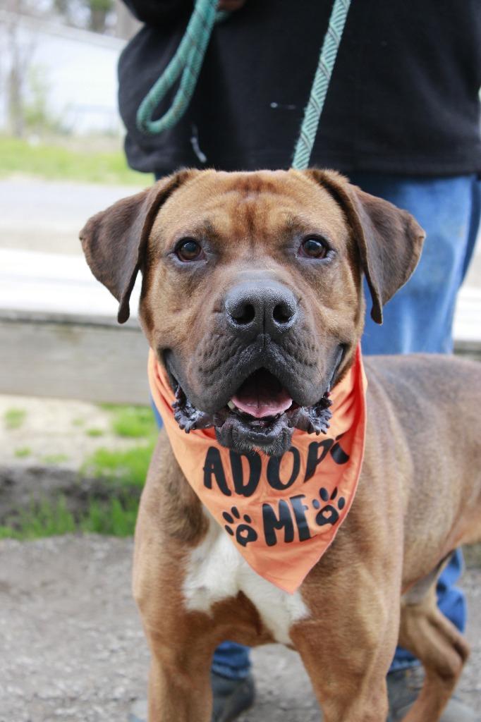 Enlarge Ace, a Adoptable mixed breed in Dyersburg, TN image 2/3