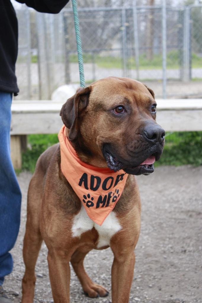 Enlarge Ace, a Adoptable mixed breed in Dyersburg, TN image 3/3