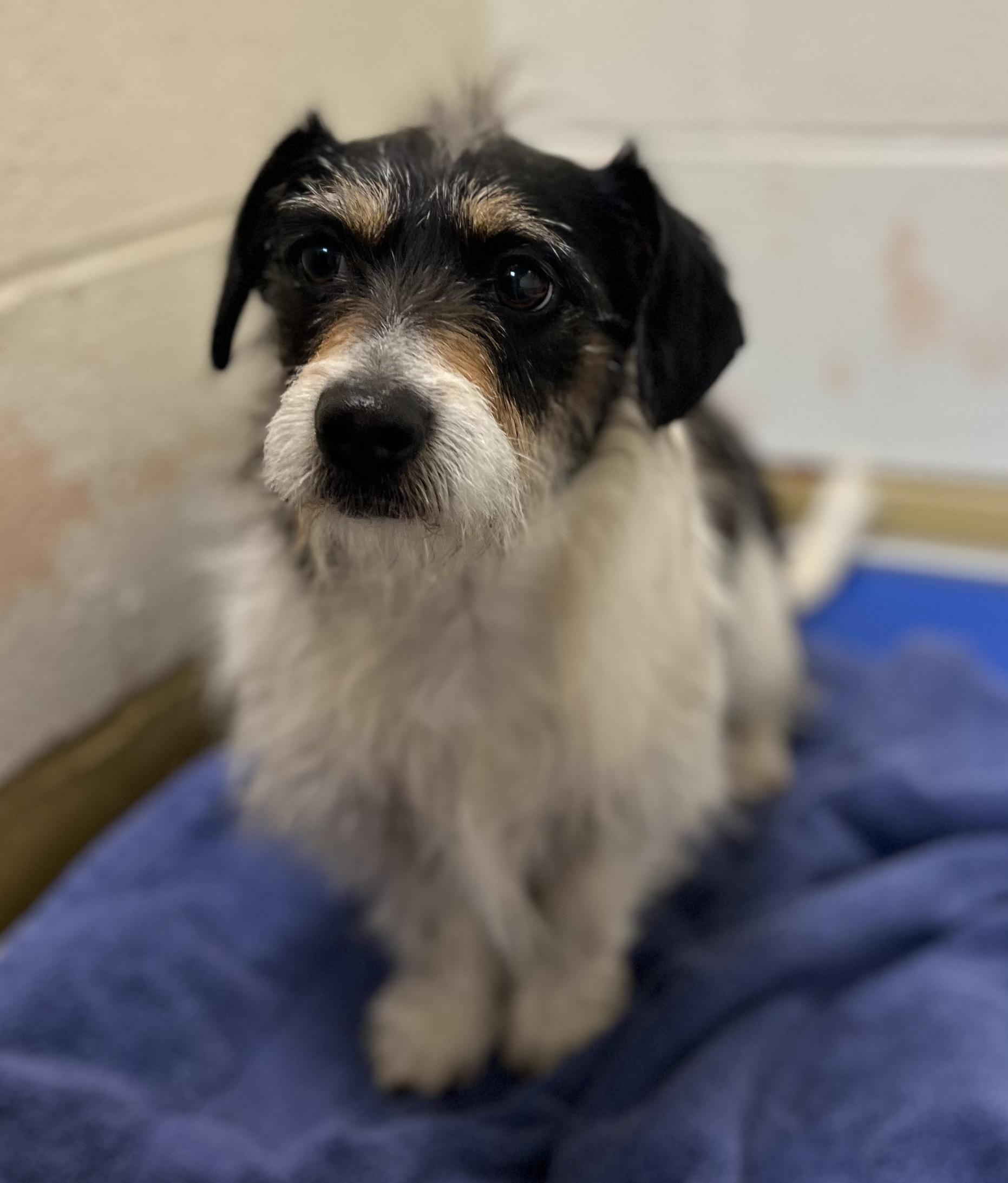 Stanley, an adopted mixed breed in Greensboro, GA image 2/2