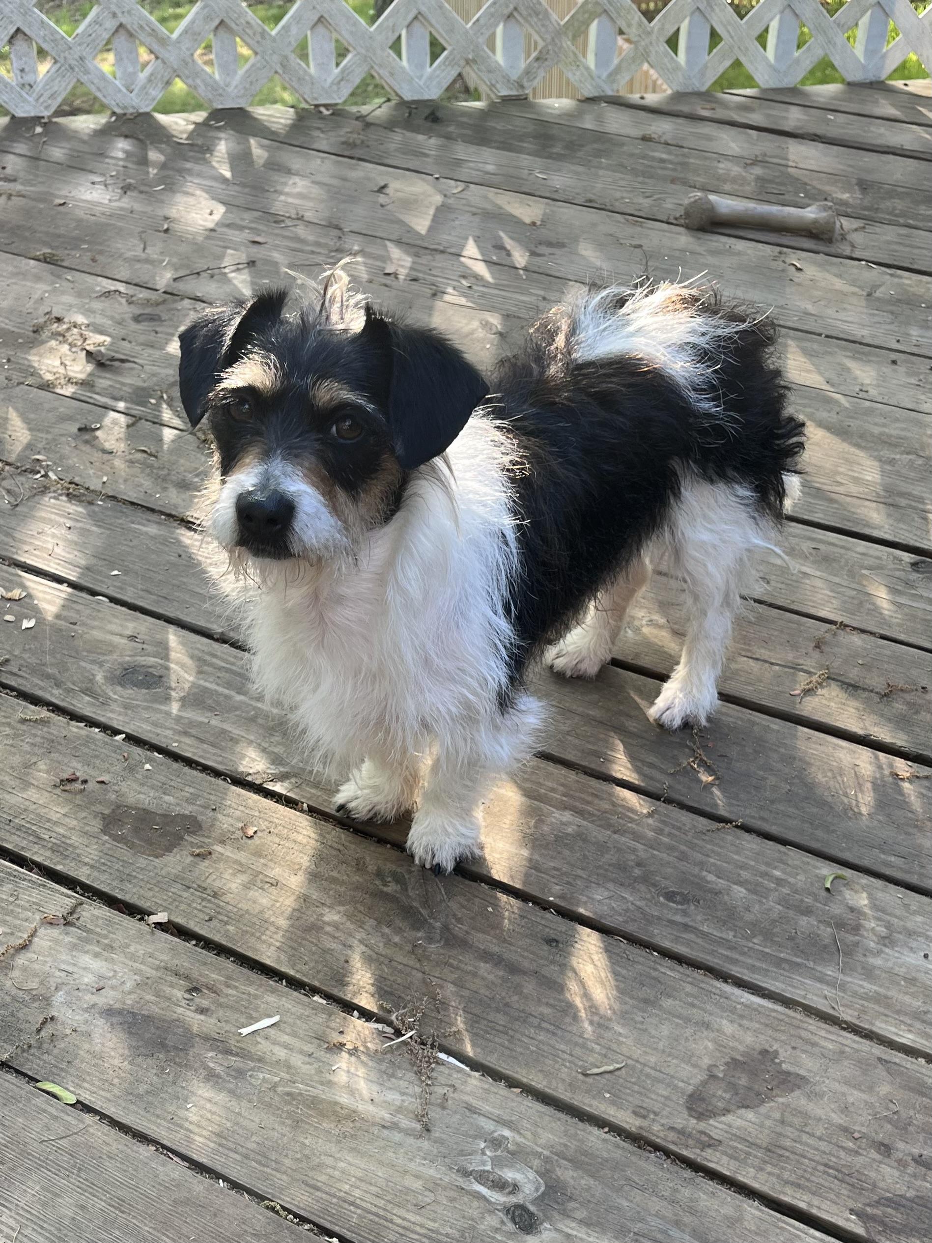 Stanley, an adopted mixed breed in Greensboro, GA image 1/2
