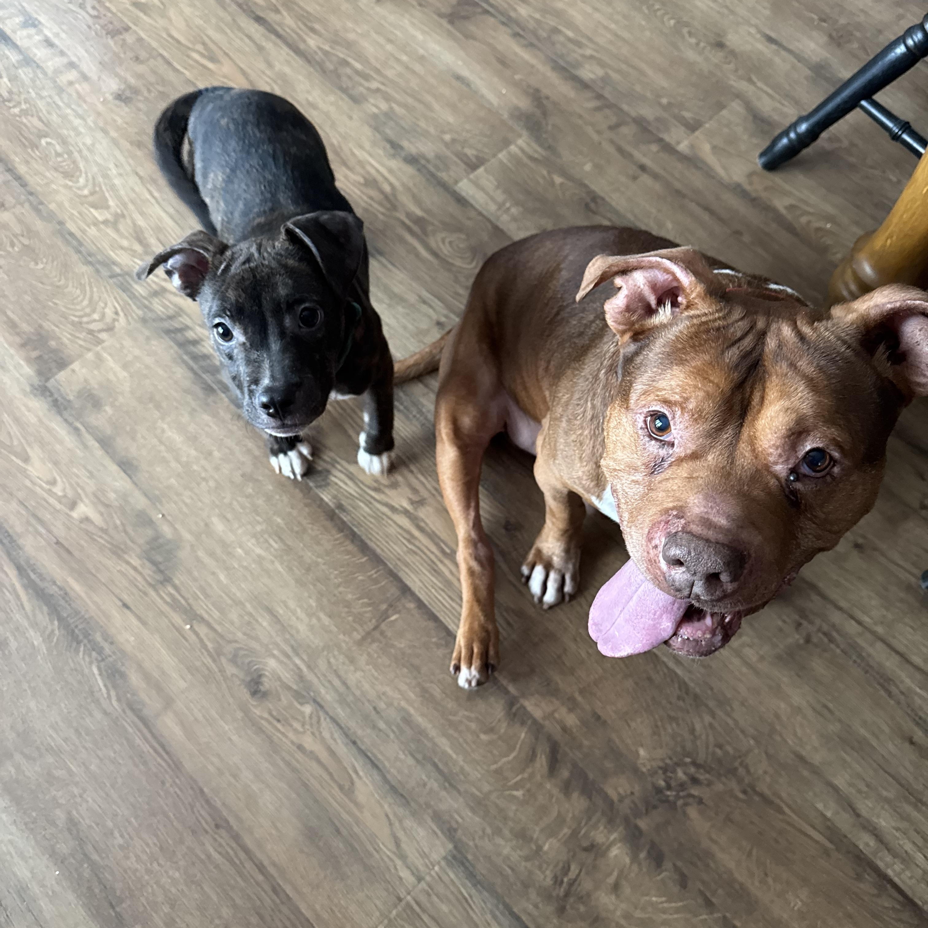 Enlarge Libby , a ADOPTABLE mixed breed in North Freedom, WI image 2/2