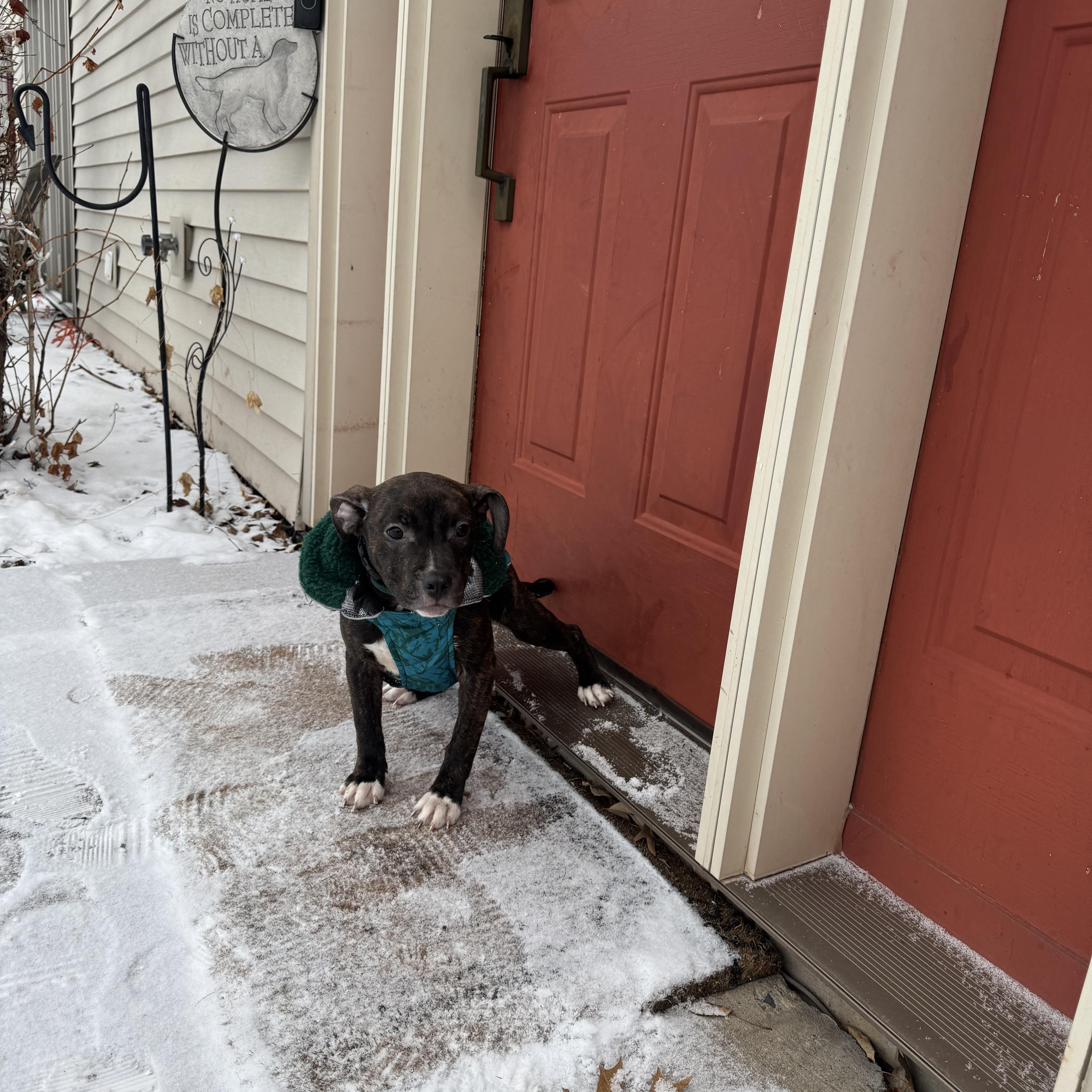 Libby , ADOPTABLE, Puppy Female Pit Bull Terrier.