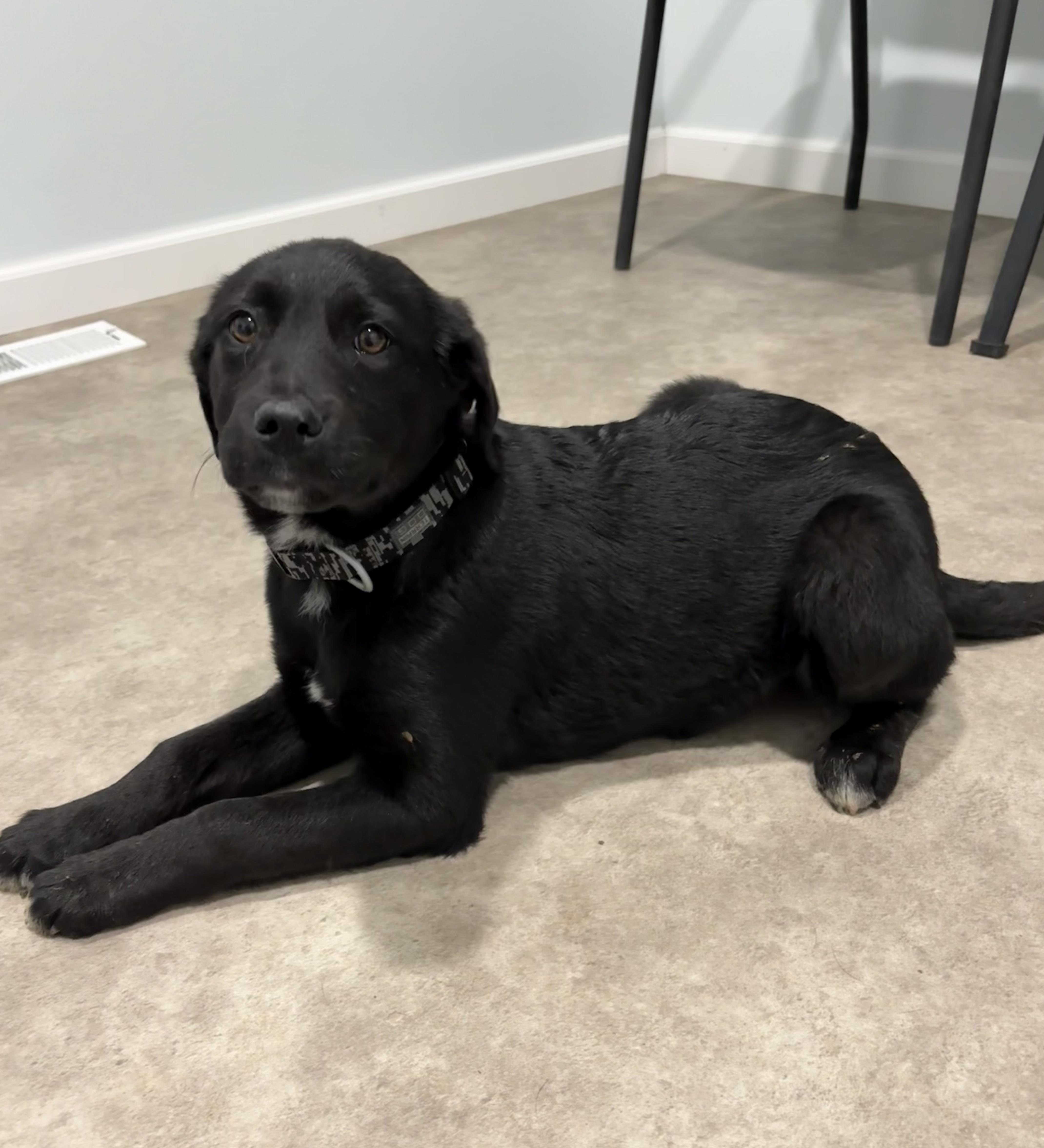 Feta, a ADOPTABLE mixed breed in Grant, NE image 2/4