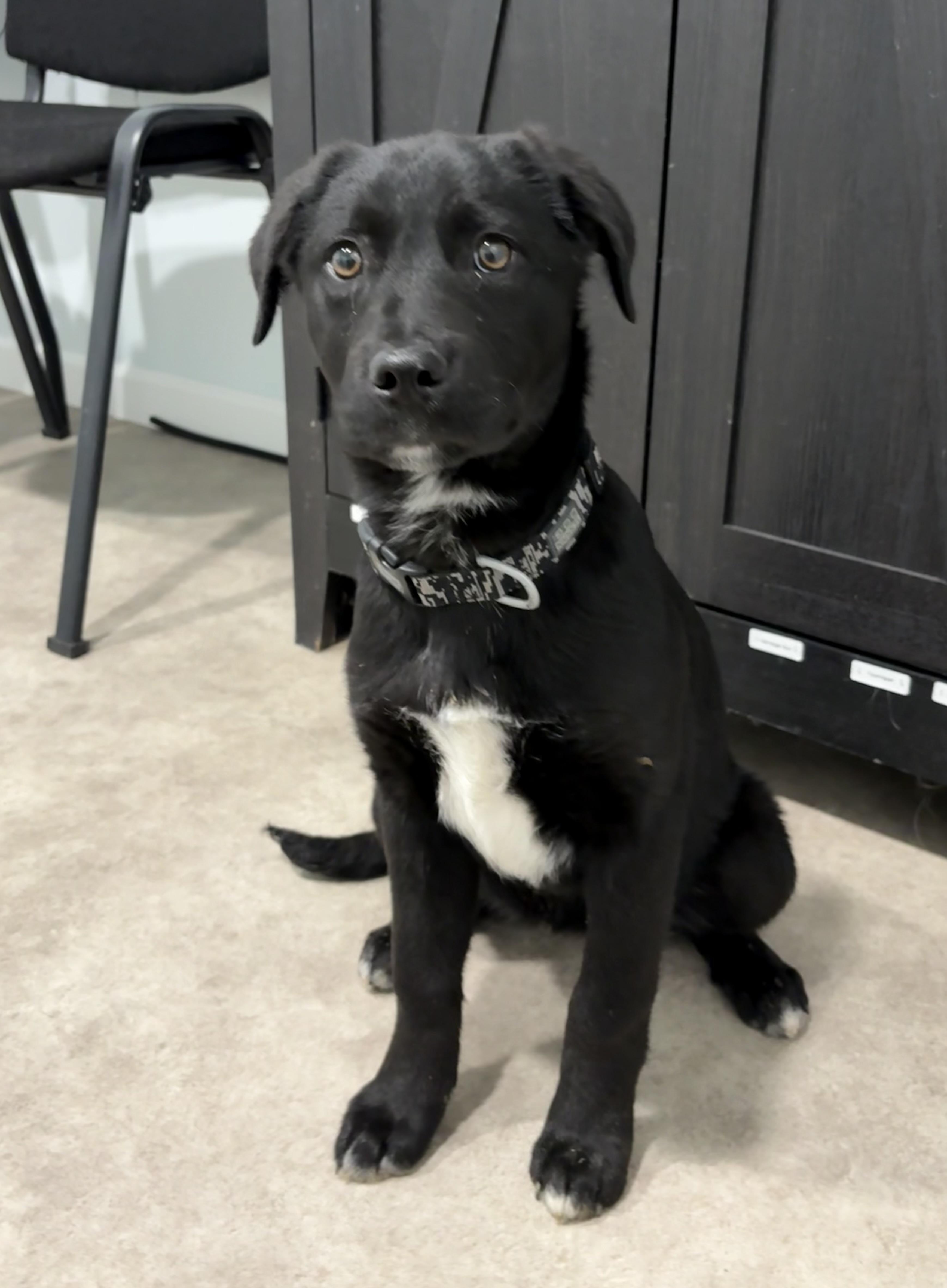 Feta, a ADOPTABLE mixed breed in Grant, NE image 1/4