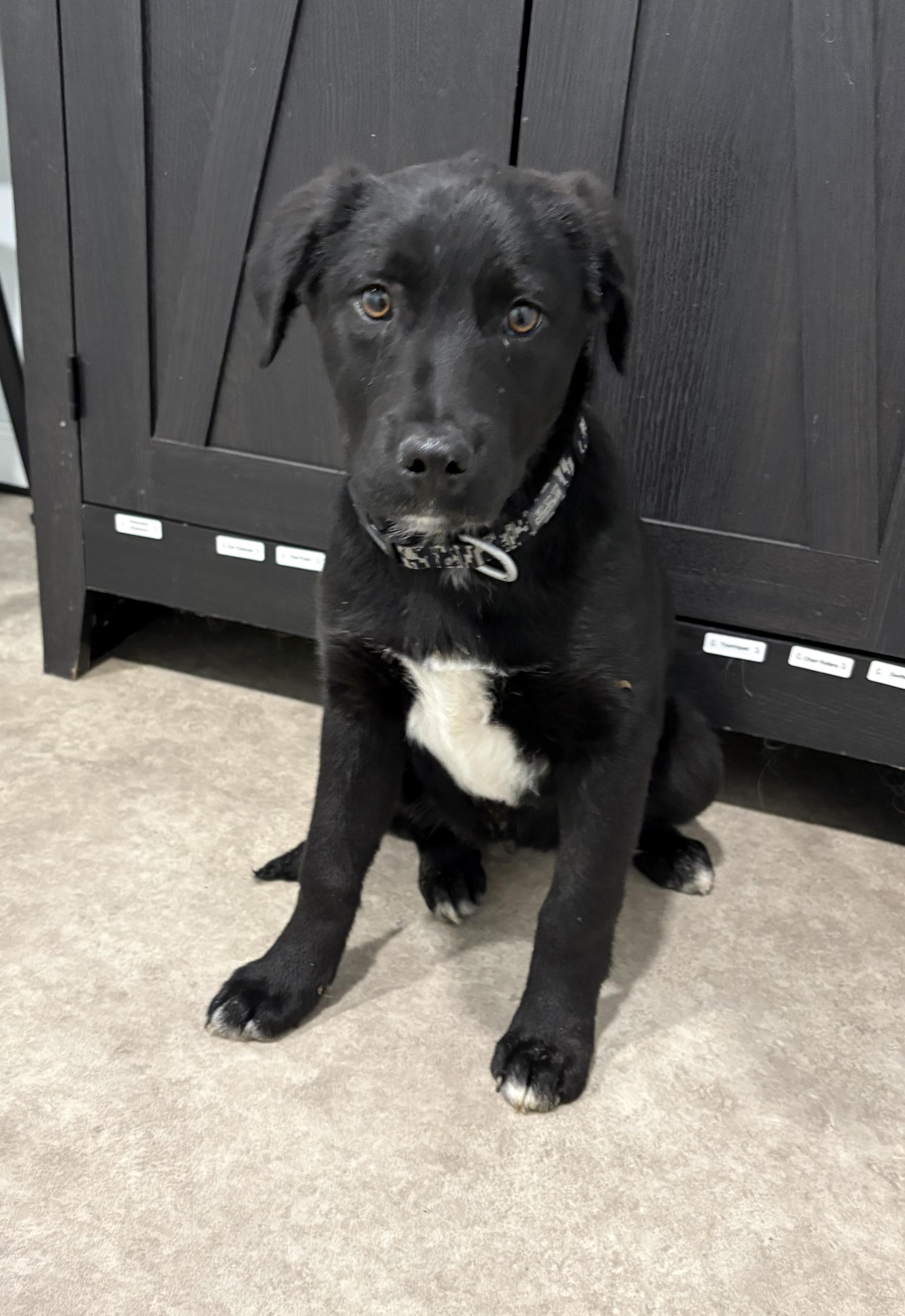 Feta, a ADOPTABLE mixed breed in Grant, NE image 3/4