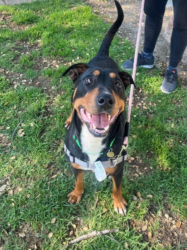 Enlarge Lila, a Adoptable mixed breed in Oakland, CA image 2/3