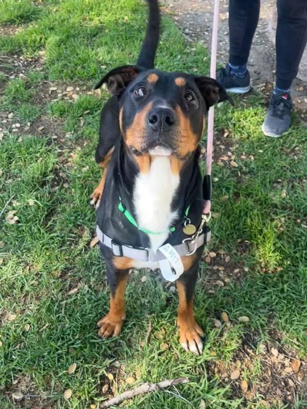 Enlarge Lila, a Adoptable mixed breed in Oakland, CA image 3/3