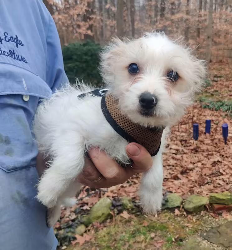 Selah, ADOPTABLE, Puppy Female Jack Russell Terrier & Poodle.