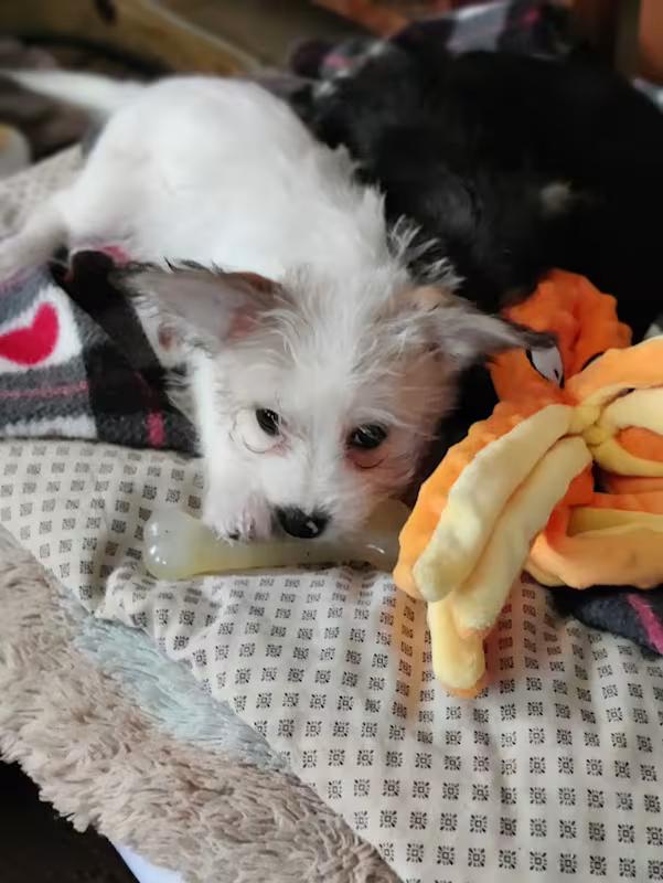 Enlarge Selah, a ADOPTABLE mixed breed in Bloomington, IN image 3/4