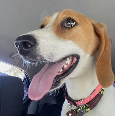 Muffin, Adoptable, Adult Female Hound.